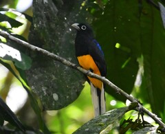 Trogon chionurus