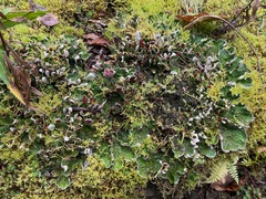 Peltigera membranacea