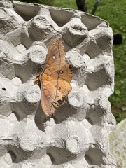 Saturniidae