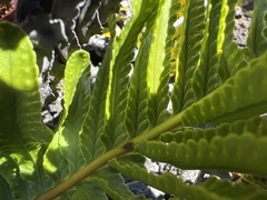 Polypodium pellucidum vulcanicum