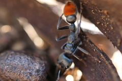 Myrmecia mandibularis