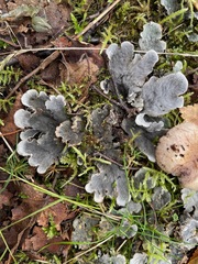 Peltigera membranacea