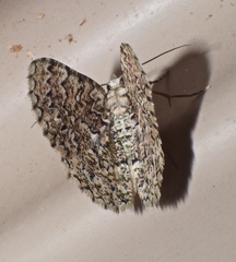 Aeolochroma subrubescens