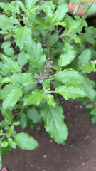 Ocimum tenuiflorum
