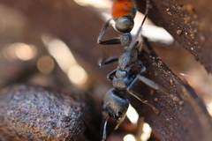 Myrmecia mandibularis