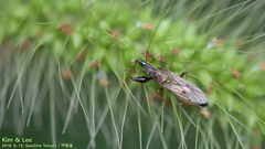 Pachygrontha antennata