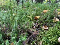 Lycopodiaceae