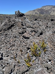 Polypodium pellucidum vulcanicum