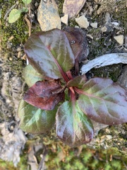Pyrola asarifolia