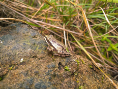 Hyla eximia