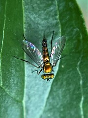 Condylostylus caudatus