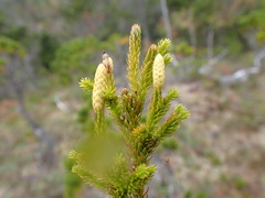 Dendrolycopodium dendroideum