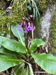 Primula miyabeana