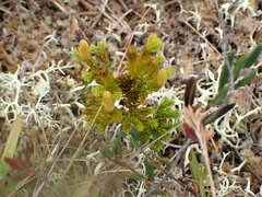 Dendrolycopodium dendroideum