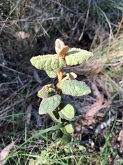 Correa reflexa reflexa