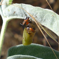 Lygaeus kalmii kalmii