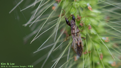 Pachygrontha antennata