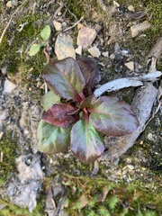 Pyrola asarifolia