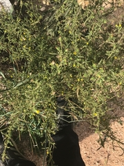 Dittrichia graveolens