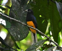 Trogon chionurus