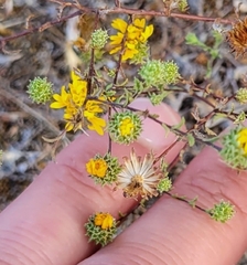 Lessingia pectinata pectinata