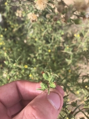 Dittrichia graveolens