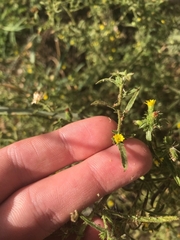 Dittrichia graveolens