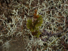 Dendrolycopodium dendroideum
