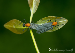 Plecia
