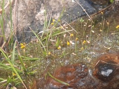 Utricularia bifida
