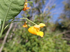 Impatiens ecornuta