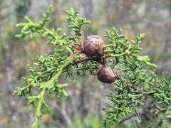 Cupressus pygmaea