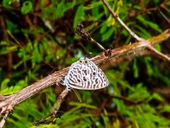 Leptotes