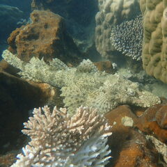 Cymbacephalus beauforti