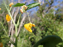 Impatiens ecornuta