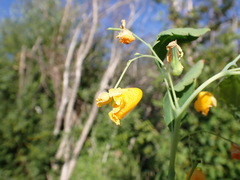 Impatiens ecornuta