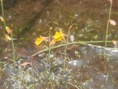 Utricularia bifida
