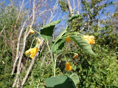 Impatiens ecornuta