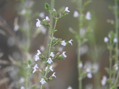 Clinopodium insulare