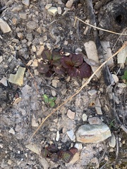 Pyrola asarifolia