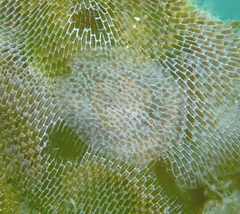 Corambe pacifica