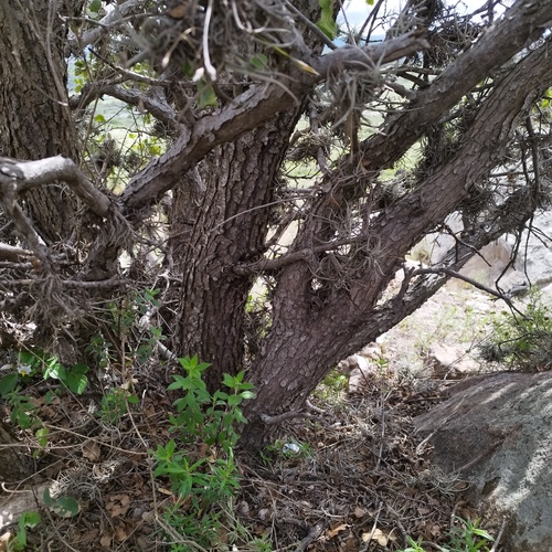 Quercus potosina
