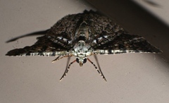 Aeolochroma subrubescens