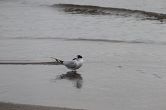 Sterna striata striata