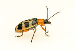 Paranapiacaba tricincta