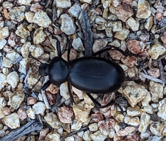 Eleodes grandicollis