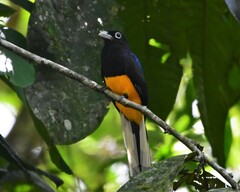 Trogon chionurus