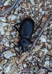 Eleodes grandicollis