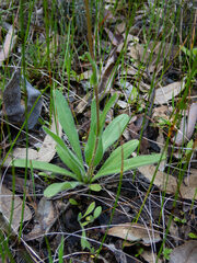 Craspedia variabilis