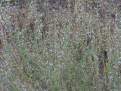 Clinopodium insulare